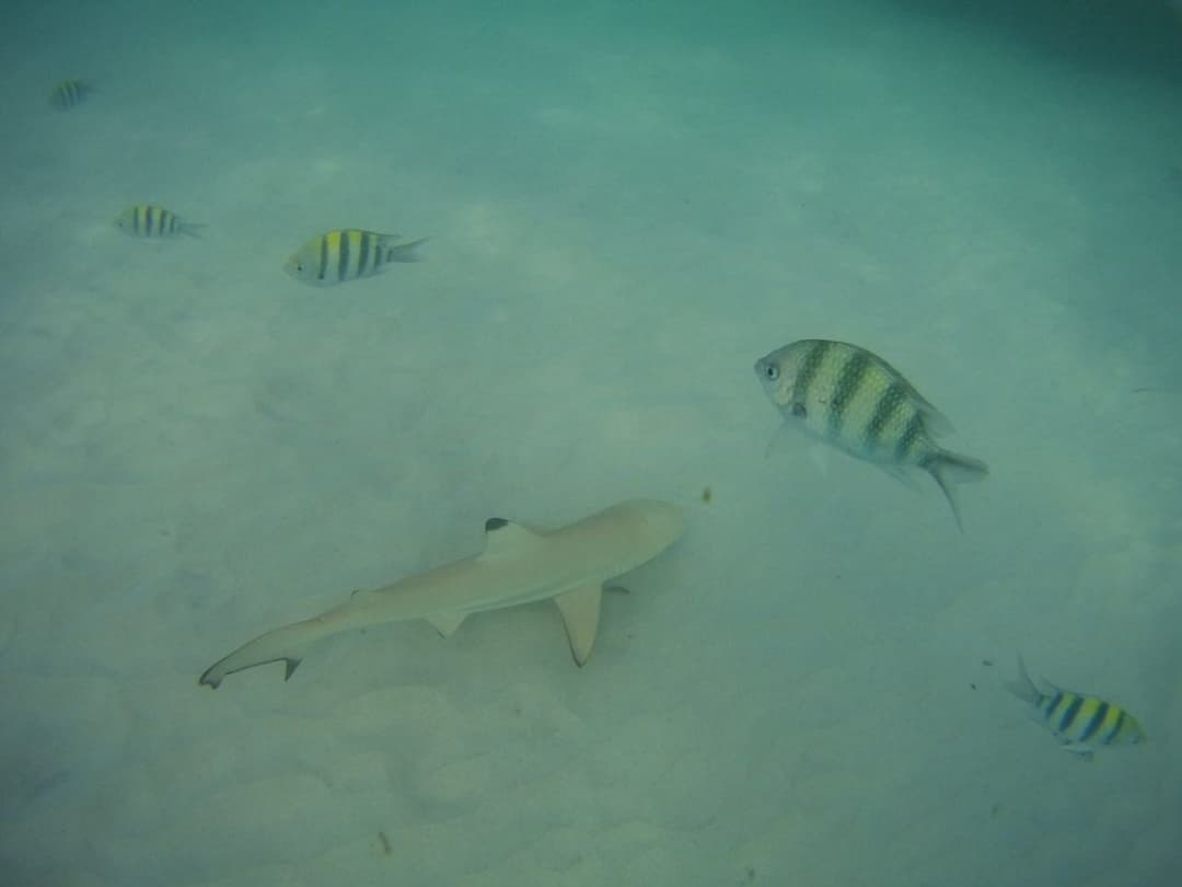 resort gallery tertiary image